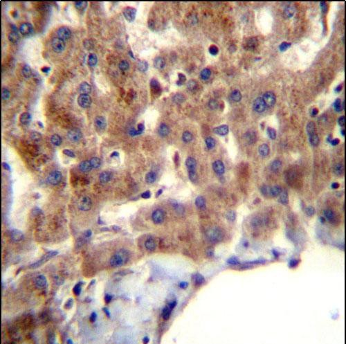 IHC-P - MBNL2 Antibody (C-term) AP13023B